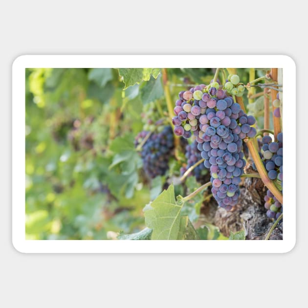 Okanagan Vineyard Red Wine Grapes Sticker by Amy-K-Mitchell